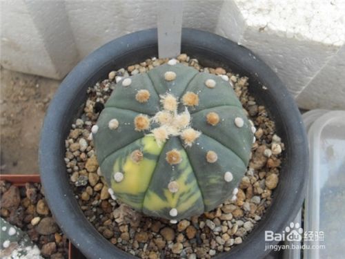 琉璃兜要如何养护 百度经验