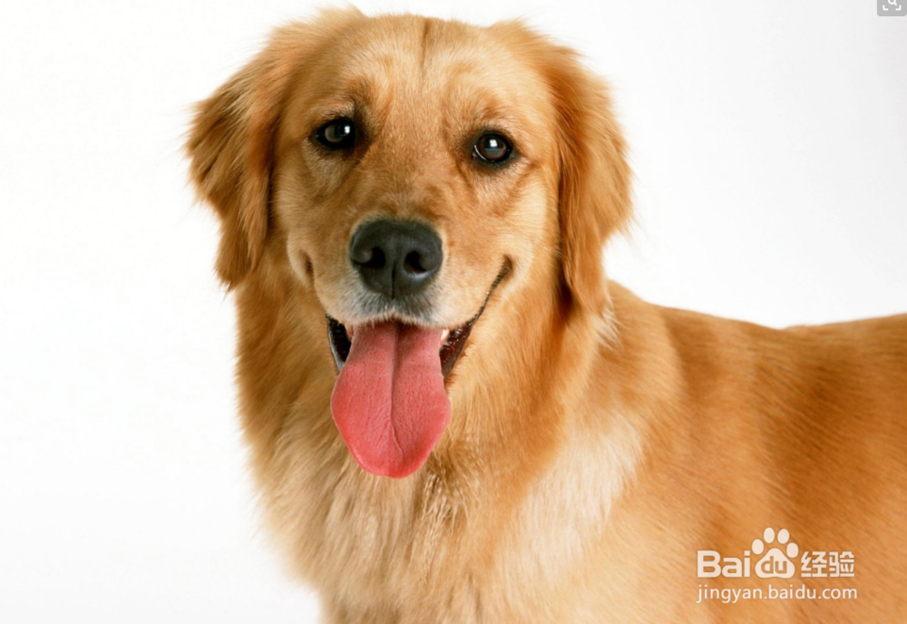 金毛容易得皮肤病怎么办