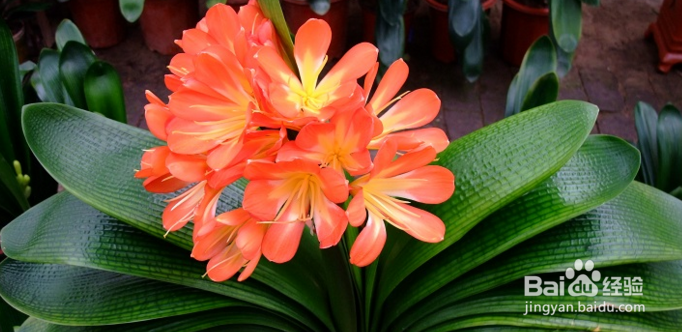 君子兰的养殖方法注意事项有哪些,这你知道吗?