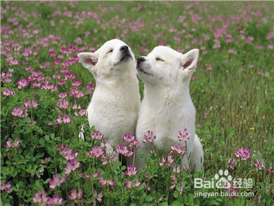 怎么训练狗狗护主