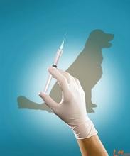 狂犬疫苗接种原则和打了狂犬疫苗后注意事项
