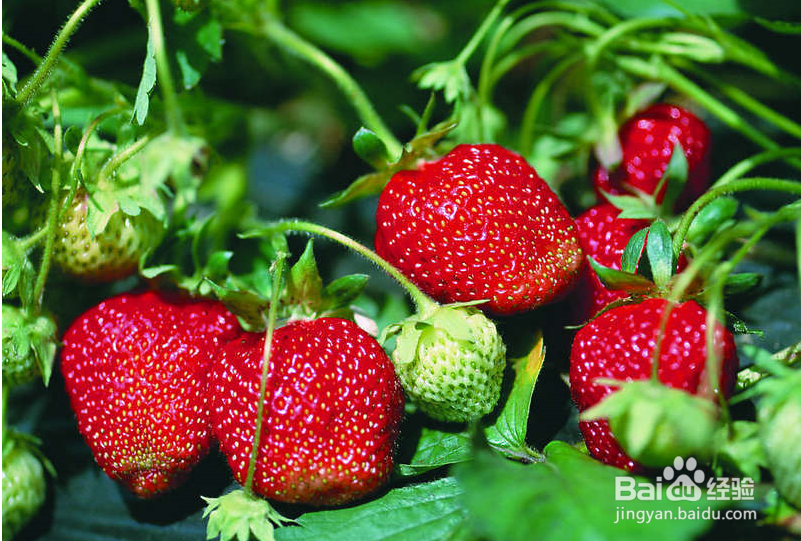 草莓怎么催熟