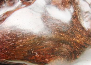 小叶紫檀108多少钱一串