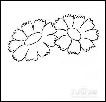 怎样画简笔画（花卉）：[8]菊花1