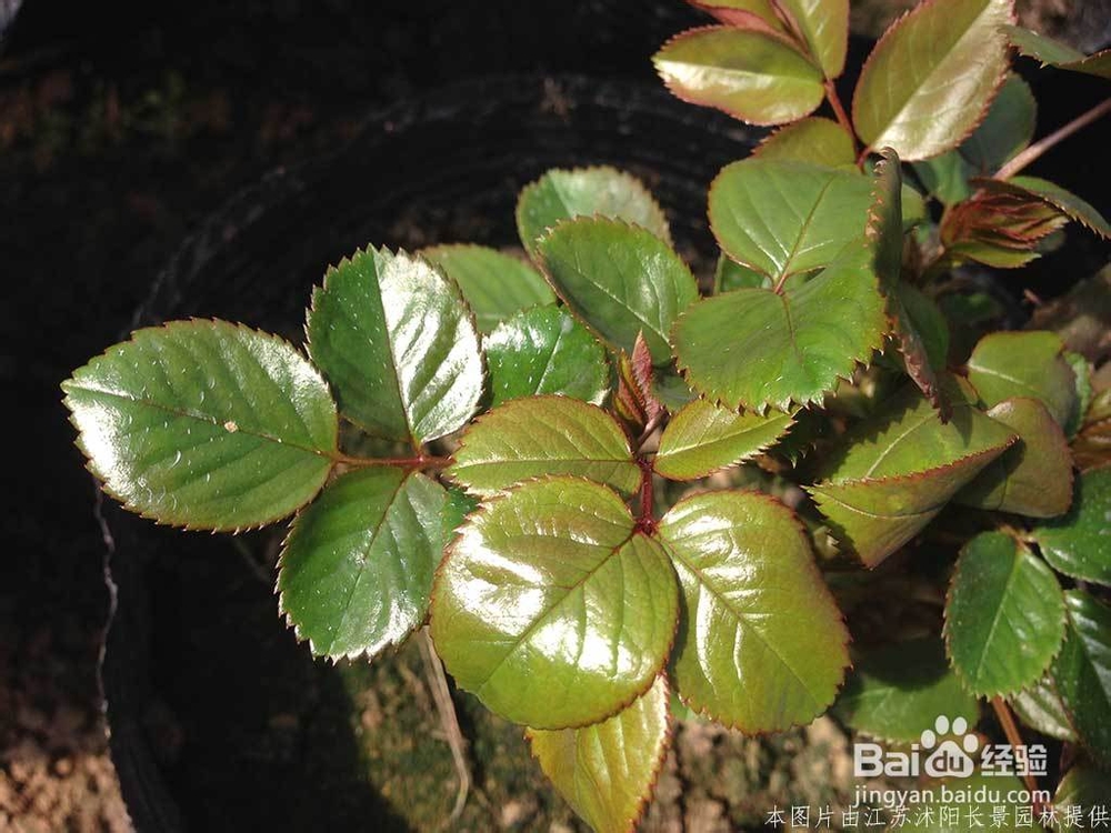 盆栽月季花基地的培育全过程