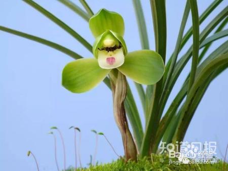 100种兰花品种图鉴，花开瞬间，艳冠群芳！