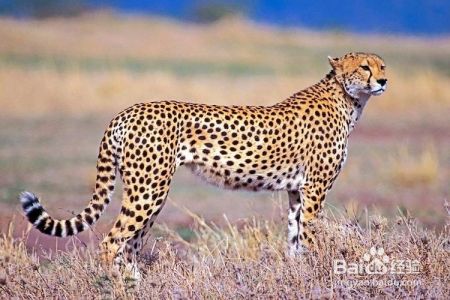 猎豹和欧亚猞猁谁厉害?为什么?