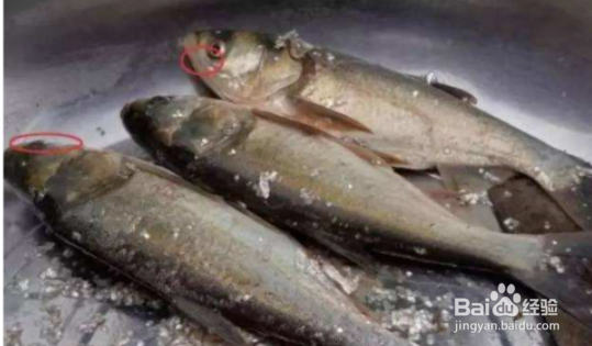 鱼怎么去腥味