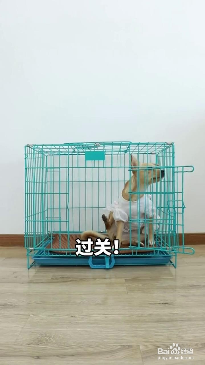 如何正确的饲养狗狗？