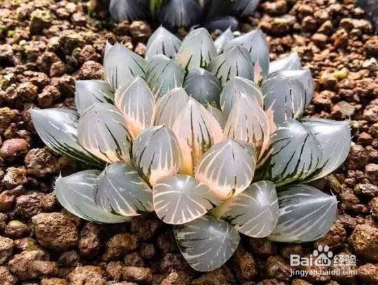 冰灯玉露怎么养