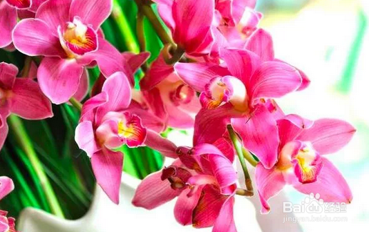 十几年养大花蕙兰经验分享