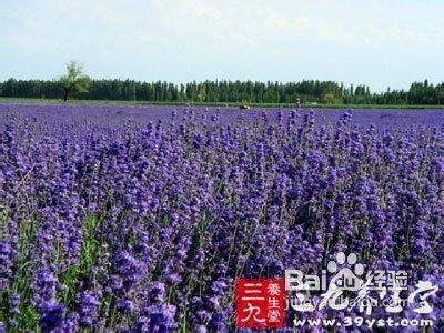 薰衣草精油治感冒降血压舒缓焦虑