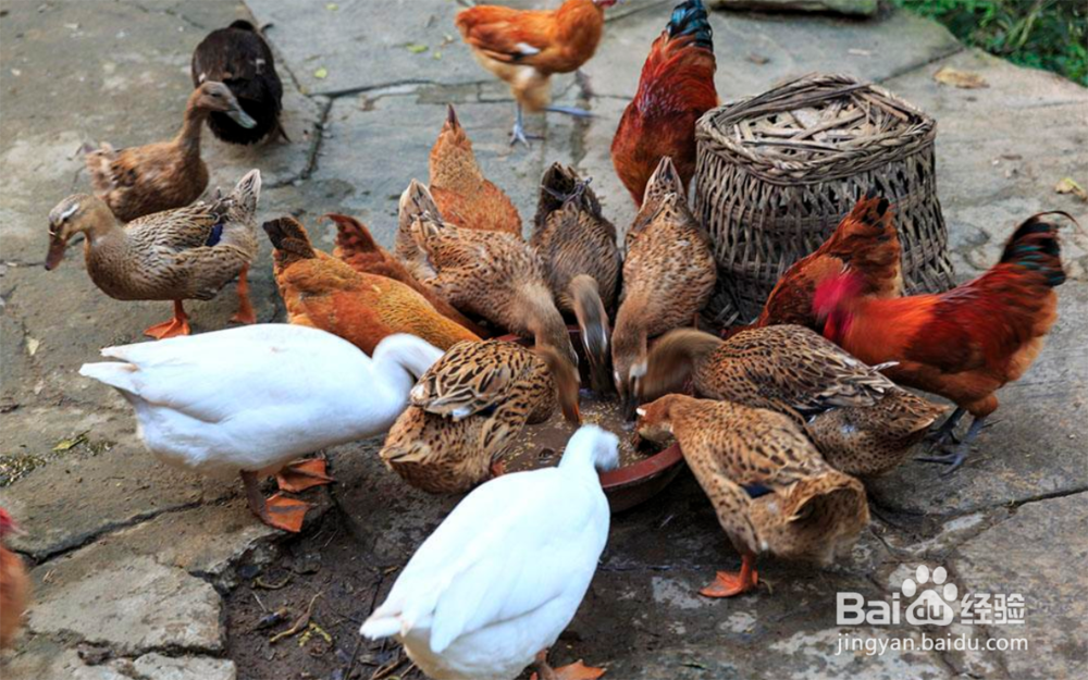 在农村如何增加收益