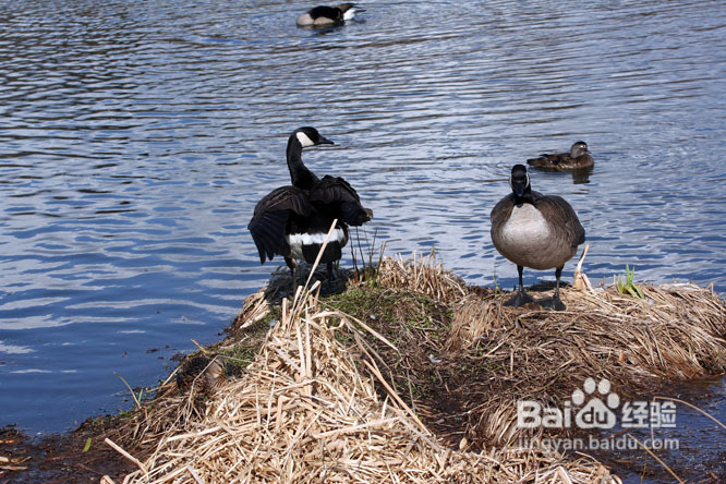 温哥华的如画春天(组图)