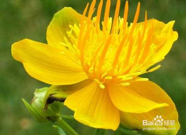 金莲花的功效与食用方法