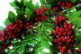 车厘子的作用与功效