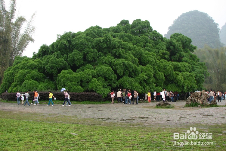 广西桂林阳朔旅游攻略
