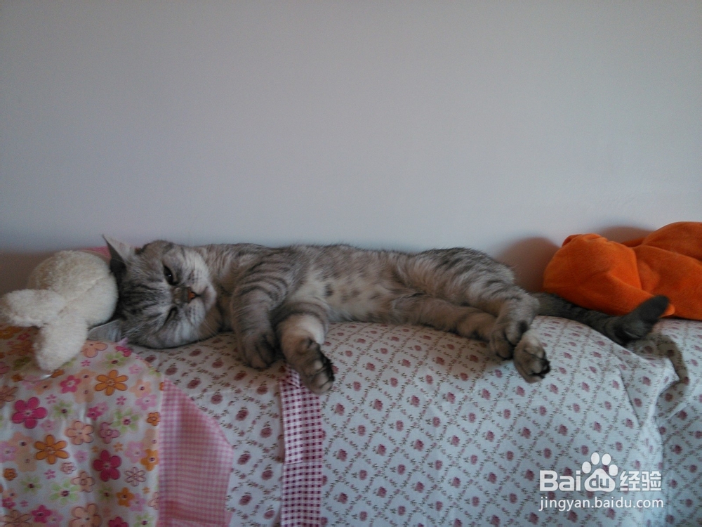 猫猫嘛嘛养猫心得系列：[9]及时医治