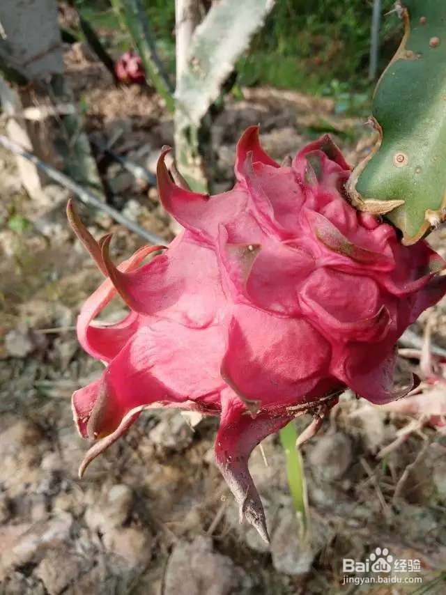 火龙果挖一勺籽，撒土里，长出毛绒绒小森林