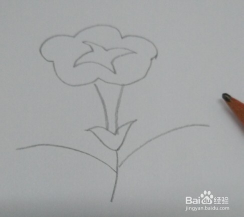 简笔画【牵牛花】画法