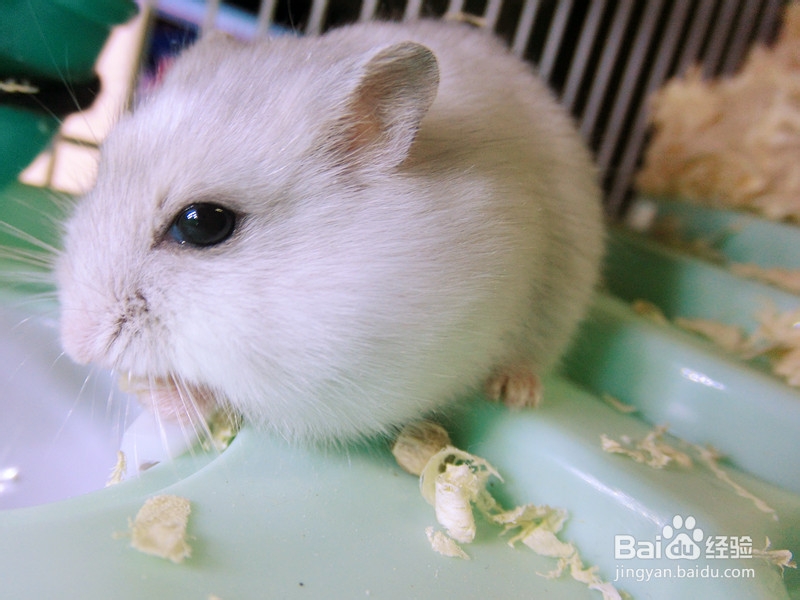 仓鼠不想养了怎么办?仓鼠不想养了怎么处理?