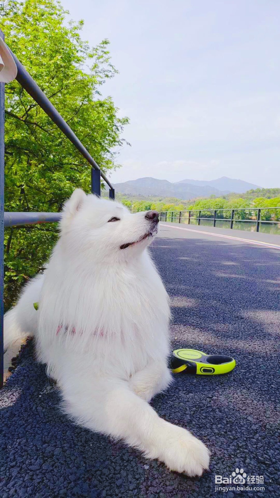 狗狗吃便便是什么原因