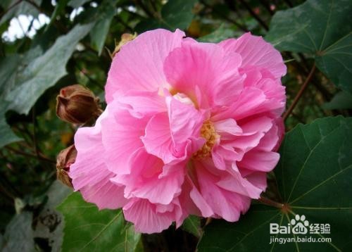 芙蓉的作用以及食用禁忌