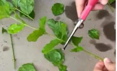 茉莉插枝方法