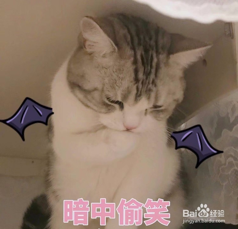 你希望自己有一只猫吗?