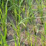 水稻出现早穗的原因