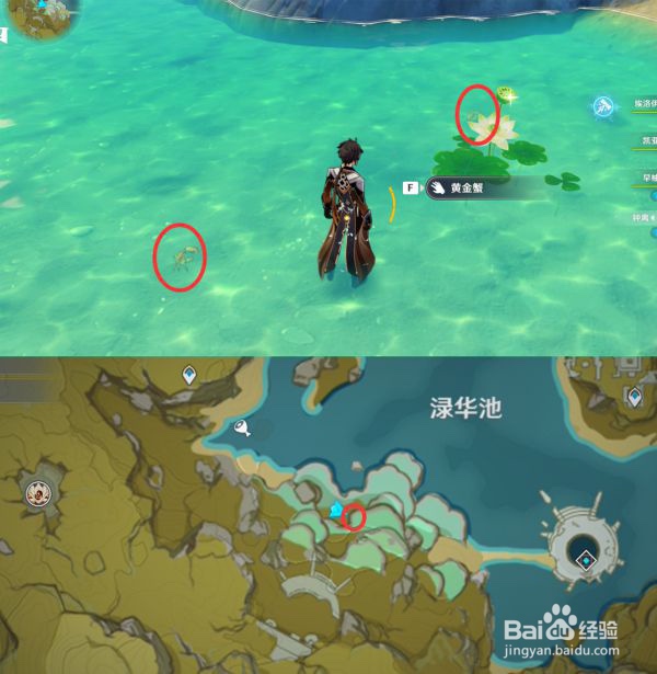 原神四方八方之网晴天鳅鳅蓝蛙黄金蟹位置