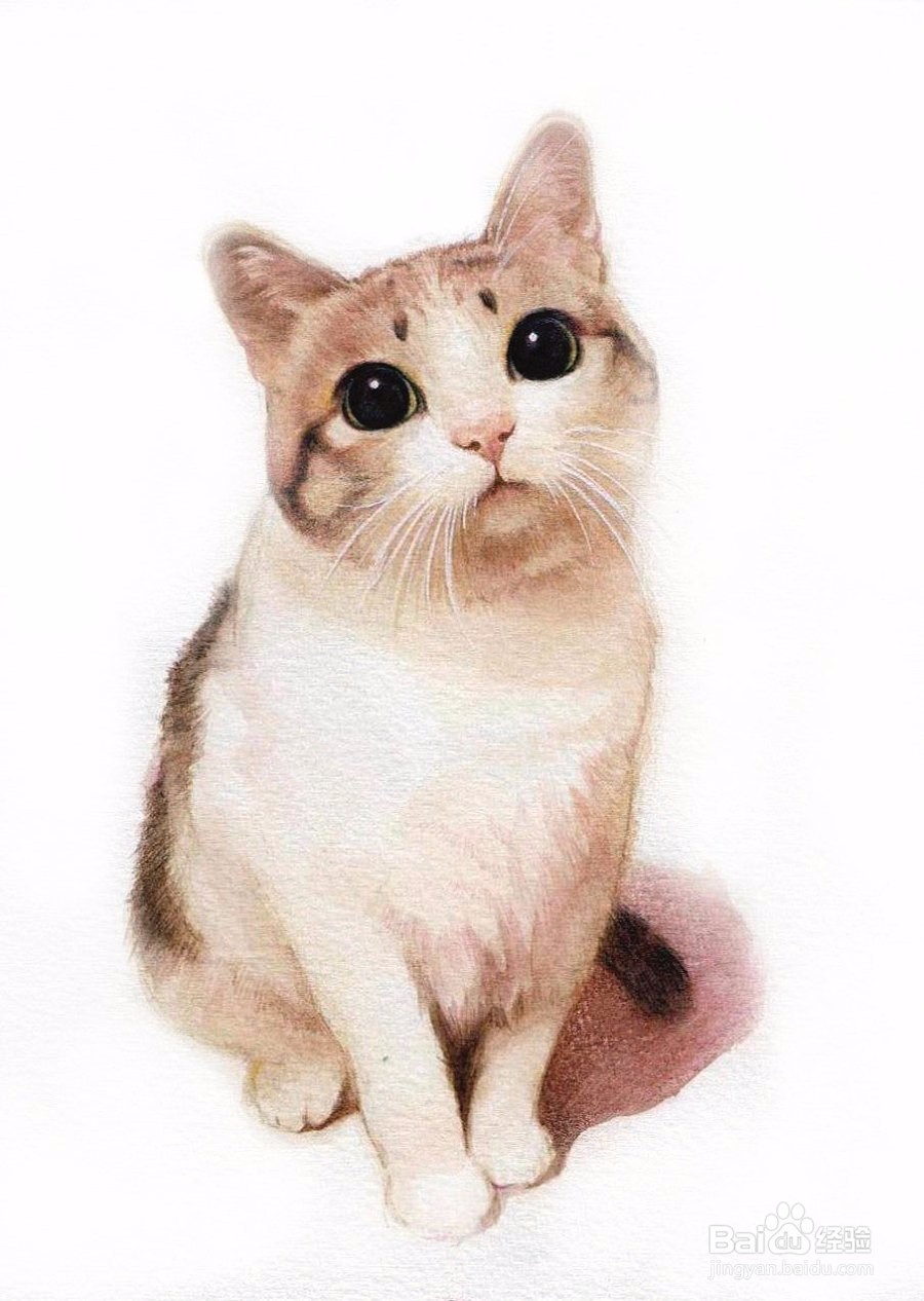 猫粮怎么选购？