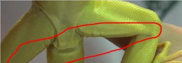 鬣蜥（ig）如何分辨公母