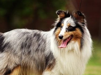 喜乐蒂牧羊犬的饲养方法