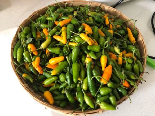 适量得荣树椒 适量芹菜 适量小米辣或者美人椒