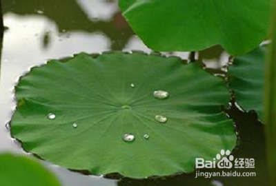 适合夏季养生食用的粥：[2]