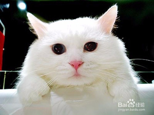 猫咪发情了怎么办?