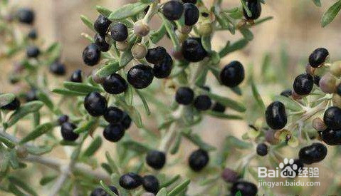 黑枸杞的保存方法