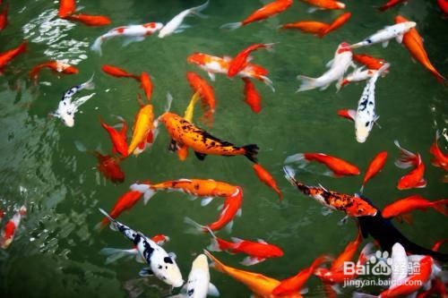 怎么购买具有较高价值的观赏鱼