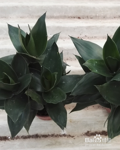 室内的绿化莲花竹怎么养护？