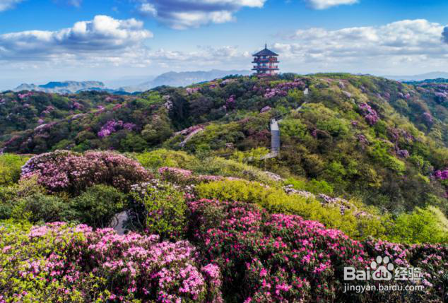 金佛山杜鹃花赏花路线