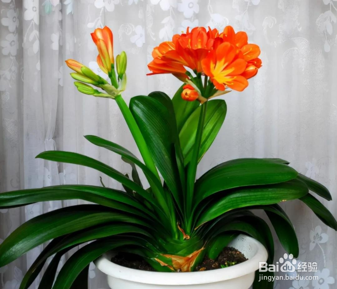 做好这四点，让君子兰春节尽快开花
