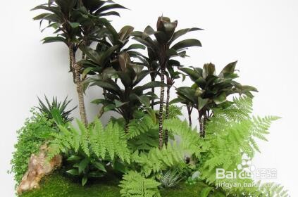 金毛蕨类植物怎么养