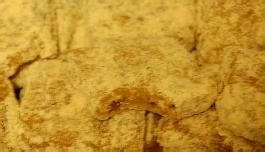甜品点心系列（一）[20]红枣打糕