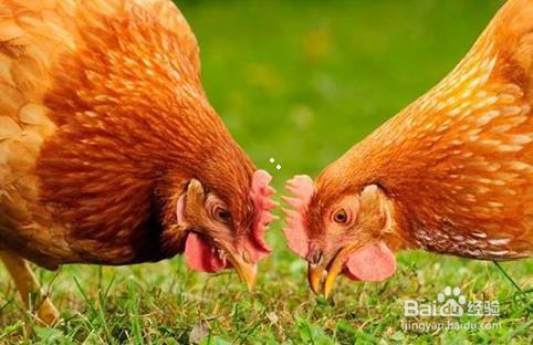 豆腐渣喂鸡禁忌