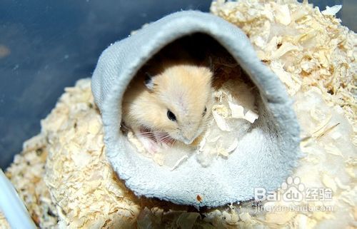 如何区分一线仓鼠与三线仓鼠？