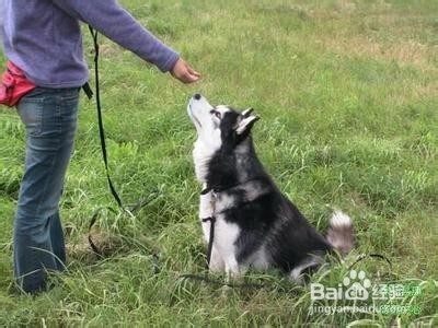 教您怎样解决养狗中遇到的问题