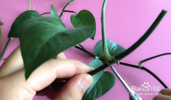 一根绿萝水培怎么剪成多个