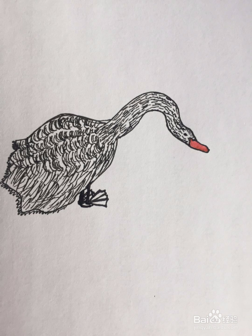 dxdll手绘之黑天鹅和鱼