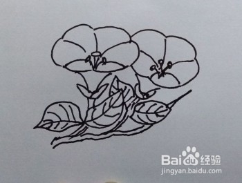 简笔画：牵牛花